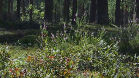 variedad de vegetación forestal verde en un día ventoso