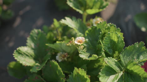 close up of bright sunlight gently highlighting green strawberry leaves and small white blossoms in outdoor garden, showing healthy and slightly spotted foliage