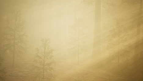 autumn-forest-and-trees-in-morning-fog