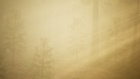 autumn forest and trees in morning fog