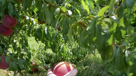 Das-Männchen-Pflückt-Einen-Reifen-Pfirsich-Direkt-Vom-Baum