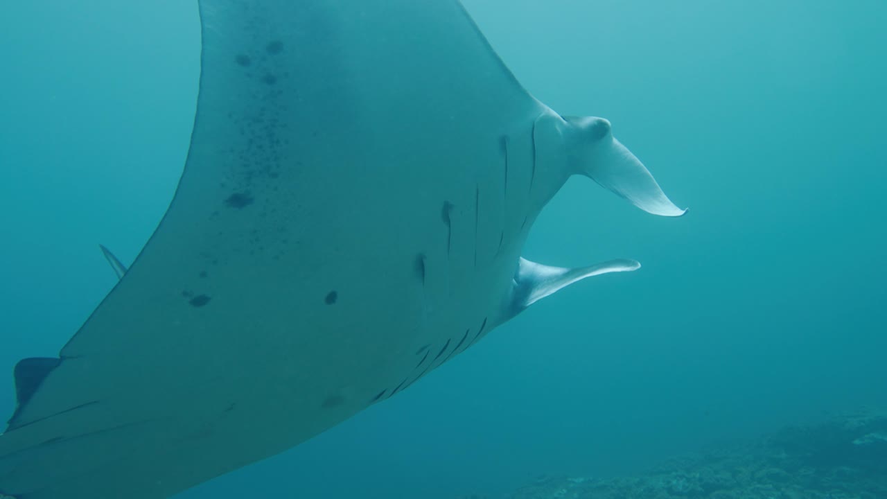해저 근처에서 헤엄치는 거대한 해양 쥐가오리 - 극한의 근접 추적