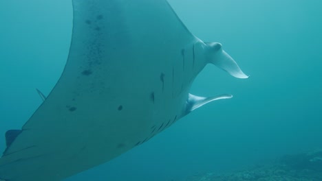 giant oceanic manta ray swimming close to ocean floor - extreme close-up tracking