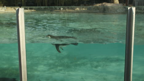 pingüinos en un zoológico nadando