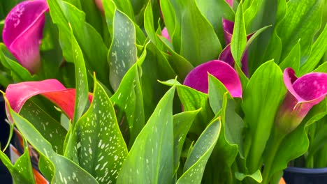 pink and purple calla lily flowers in full bloom in a botanical garden