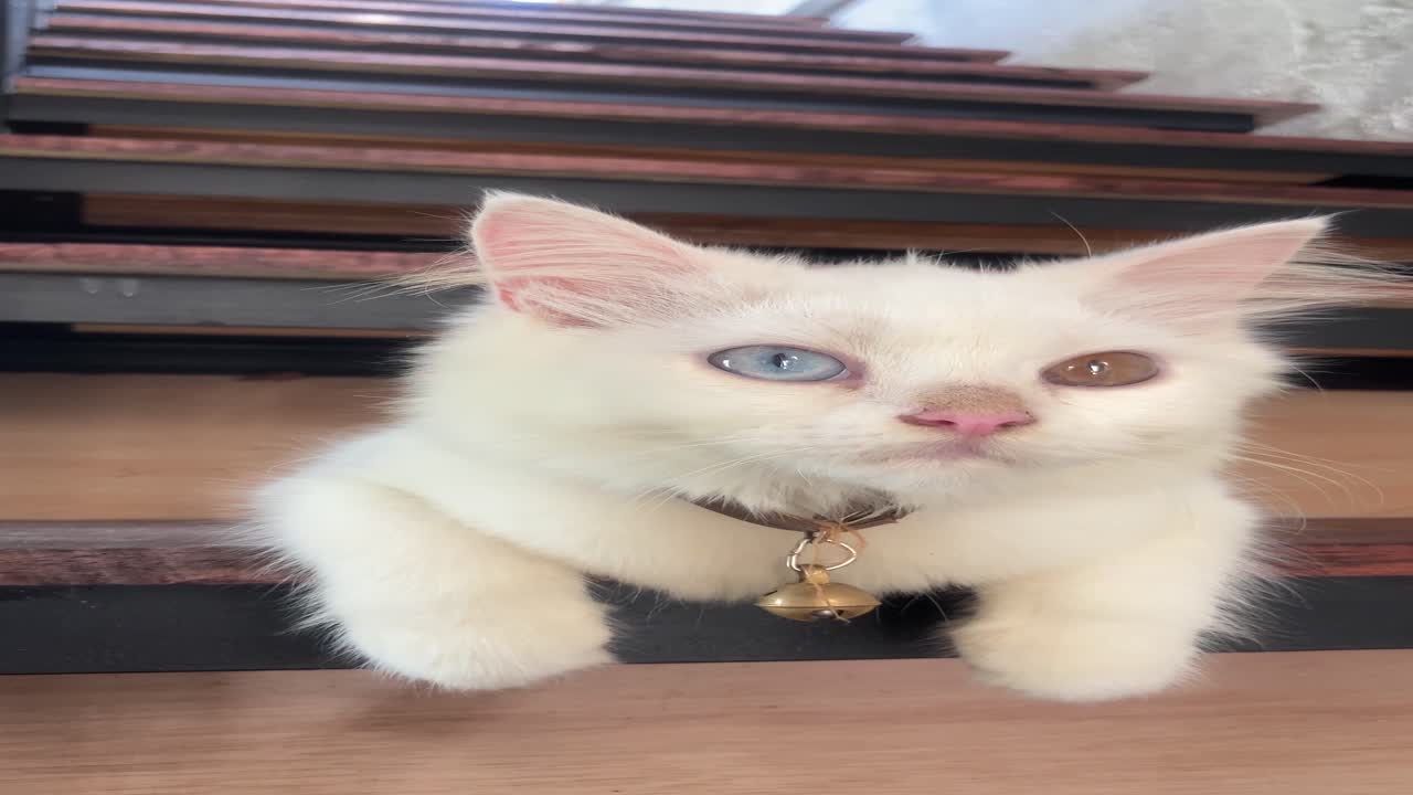 Cute heterochromia kitten lying on a stair step