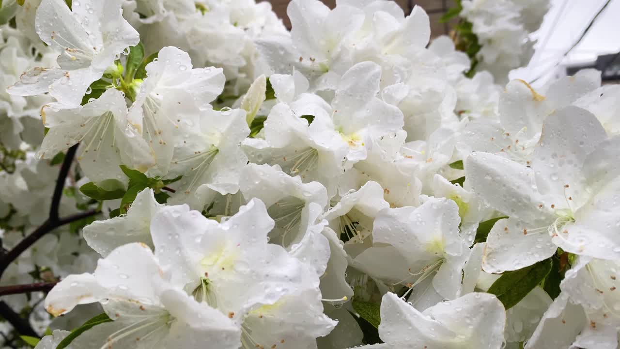 лучший вид в иокогаме