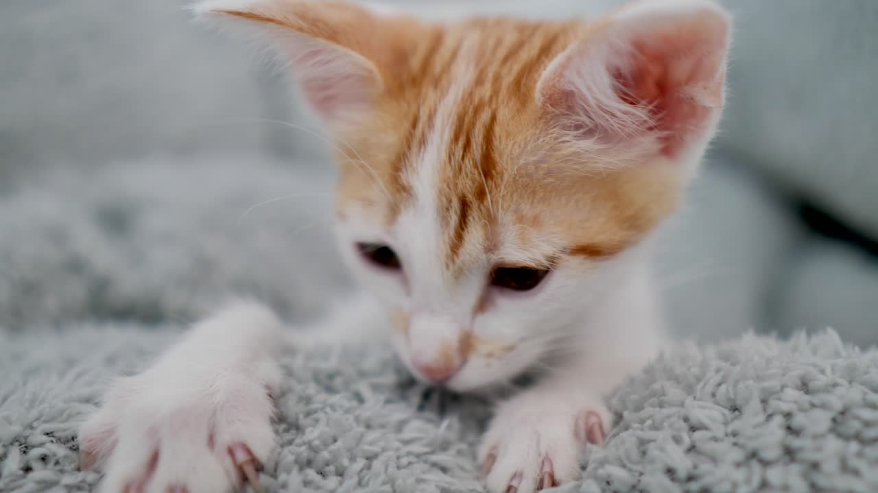 Close up shot of cute bay Cat with red hairs playing with soft wool blanket at home