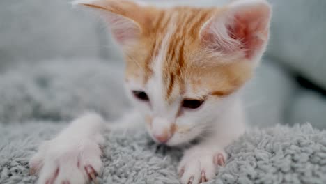 Close-up-shot-of-cute-bay-Cat-with-red-hairs-playing-with-soft-wool-blanket-at-home