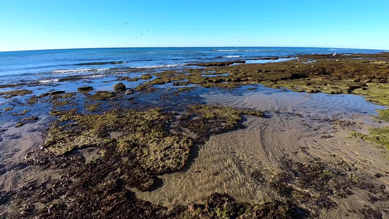 aves marinas en la distancia vuelan a lo largo de las piscinas de título expuestas en busca de comida, punto rocoso, puerto peñasco, golfo de california, méxico