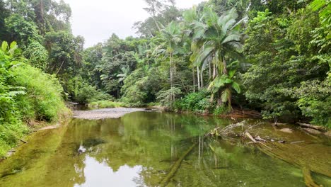 tranquil rainforest river