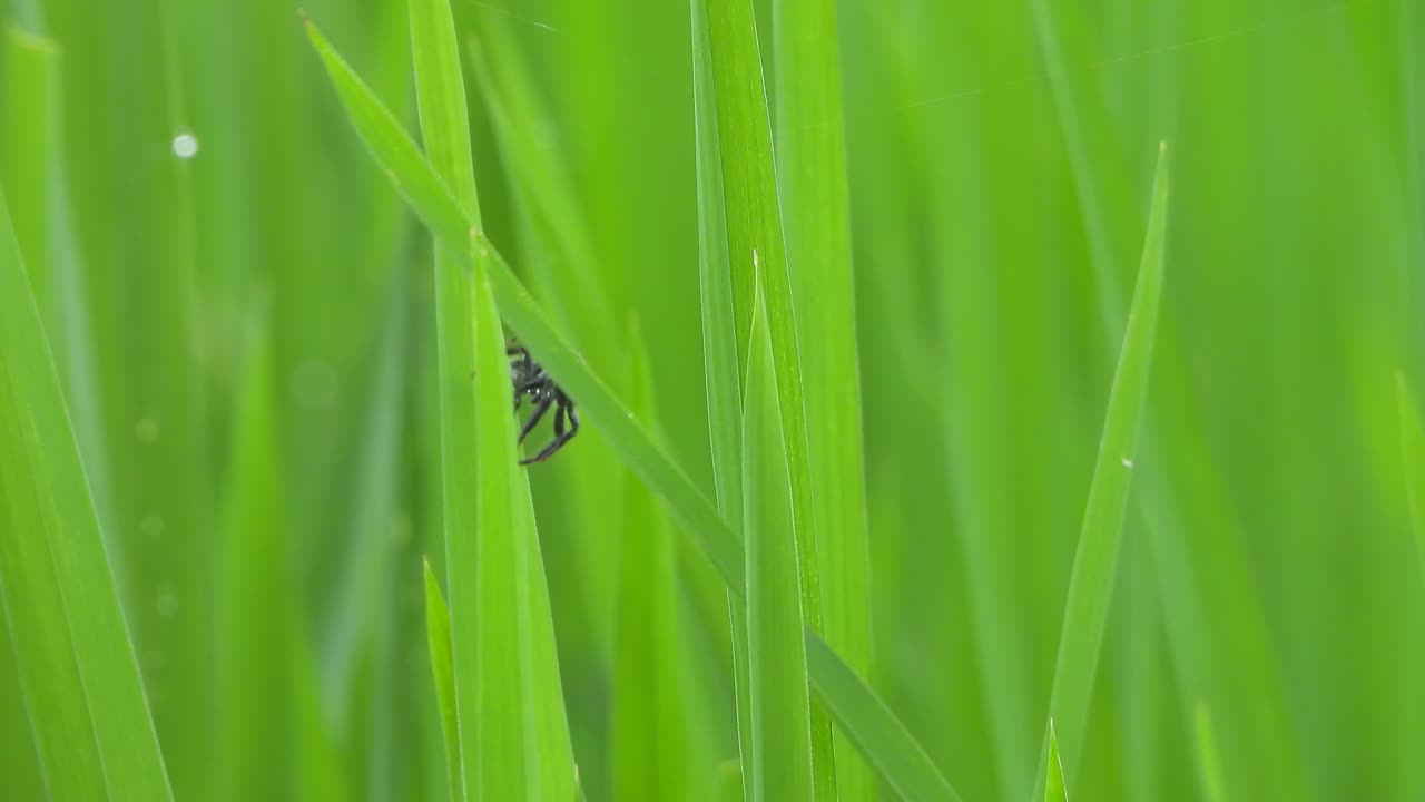 거미줄 을 짓는 - 녹색 풀