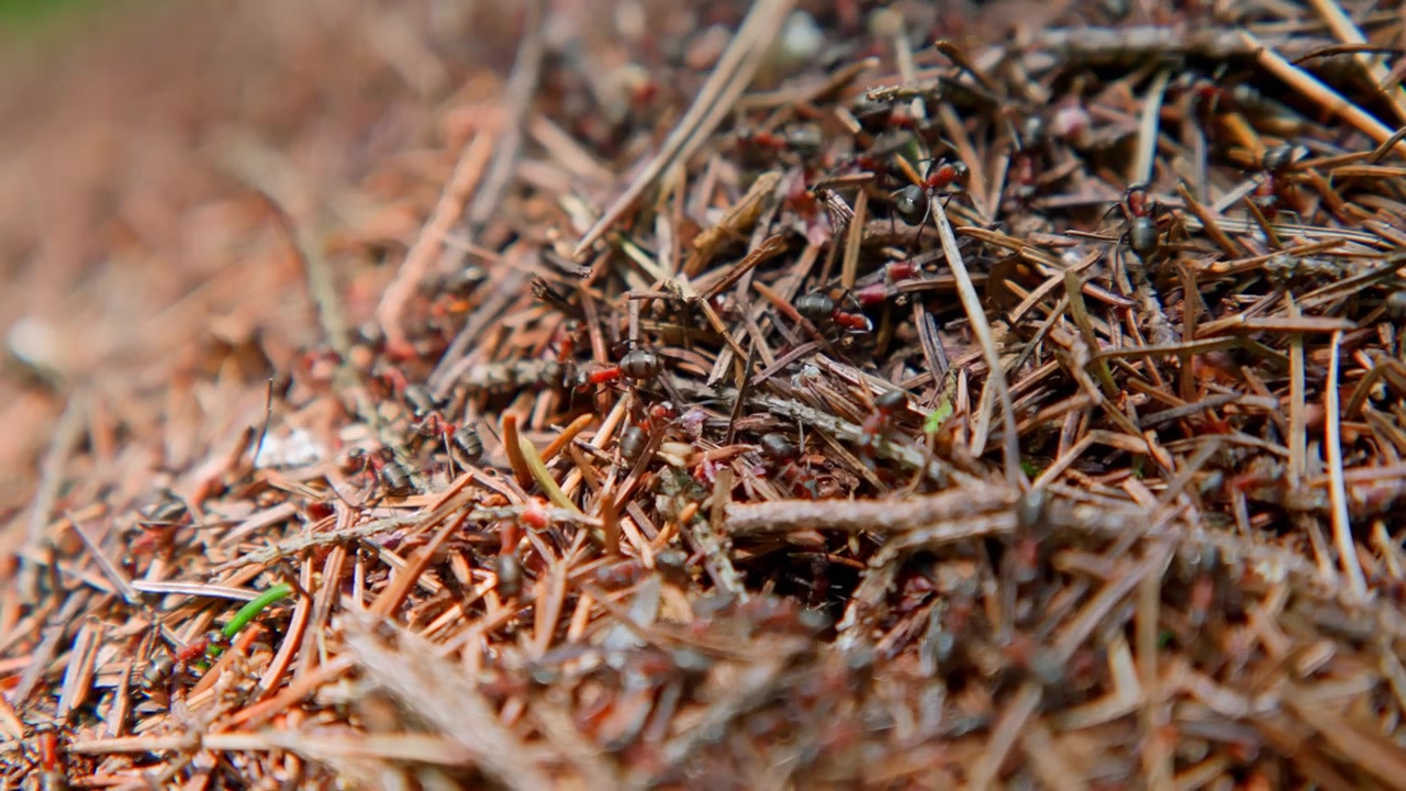 Macro Shot of a Bustling Ant Colony on an Anthill in the Forest
