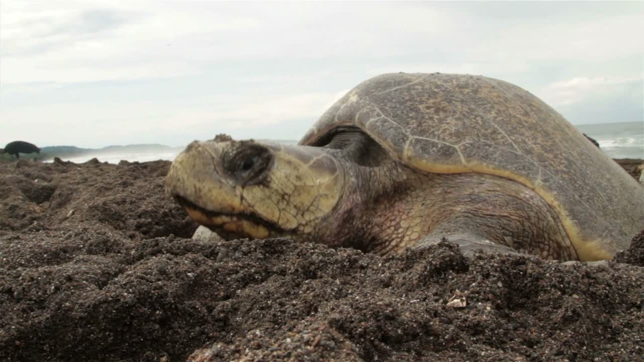 plano medio de la cara de una tortuga marina en una playa poniendo huevos