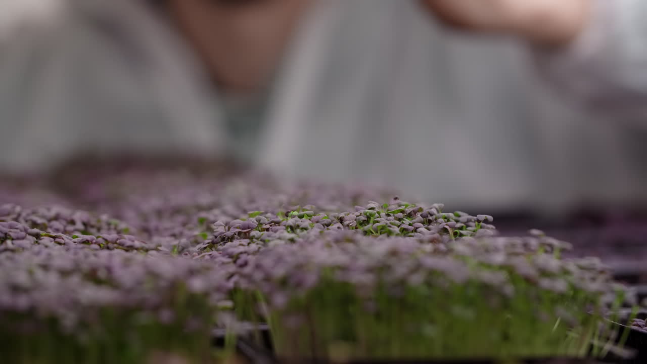 Woman inspecting microgreens in a grow tray