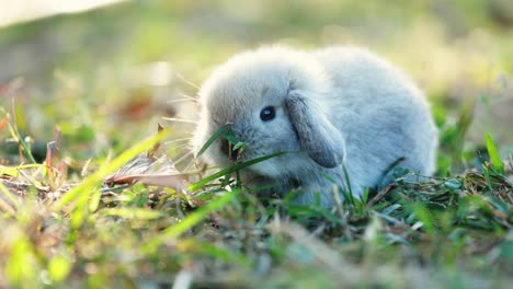 adorable bunny holland lop eating a fresh grass in the garden