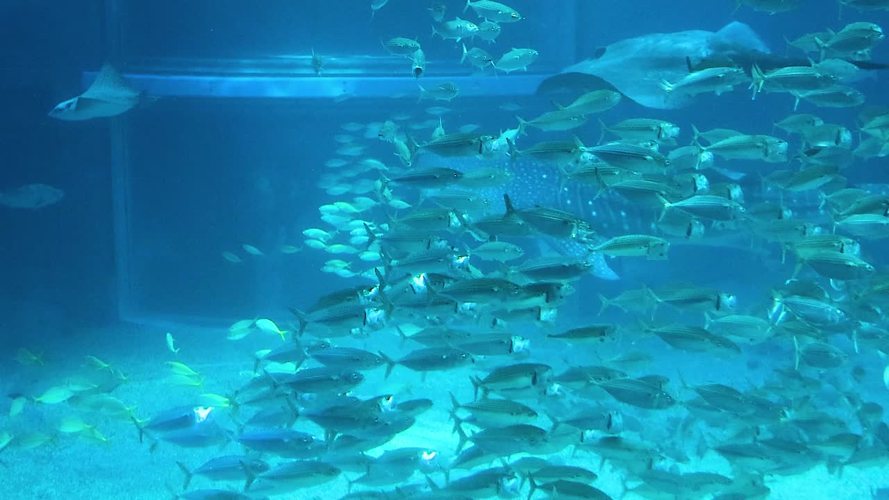 A dynamic group of fish moves gracefully in a blue-lit aquarium, showcasing synchronized swimming patterns.
