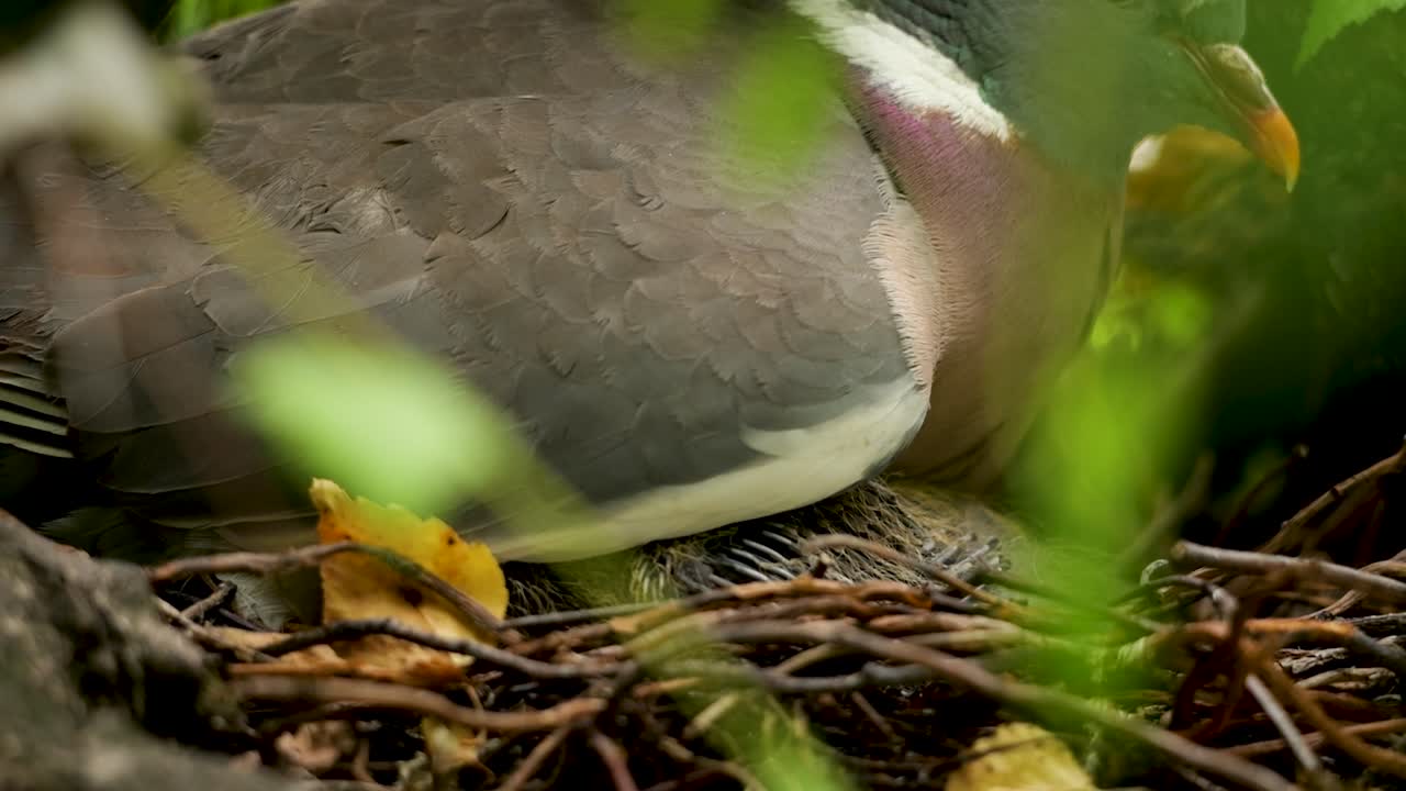 Woodpigeon mother sitting on her chicks in a nest keeping them warm