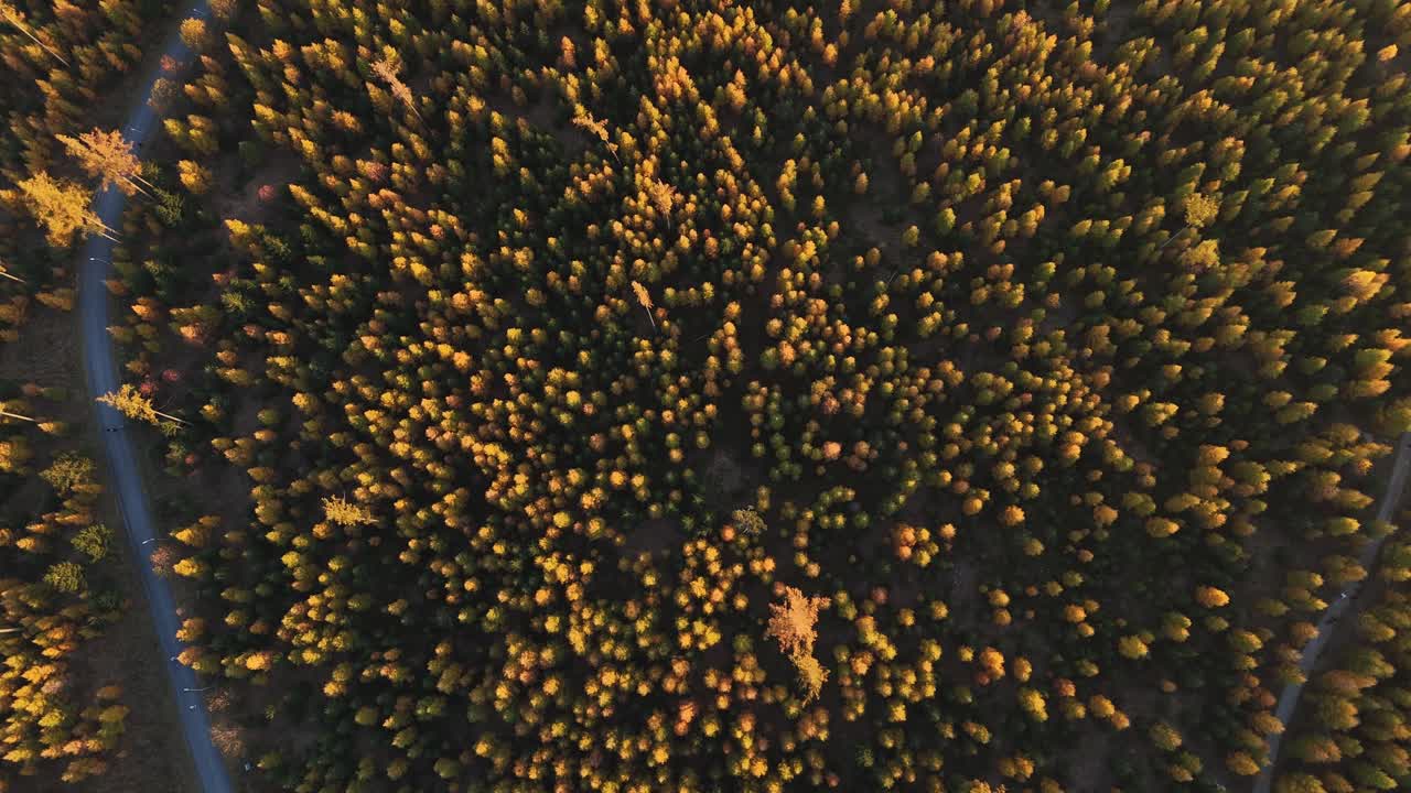Aerial top-down view of a vibrant autumn forest in Slovakia, featuring shades of yellow and green with a winding road cutting through the landscape. Location: Slovakia