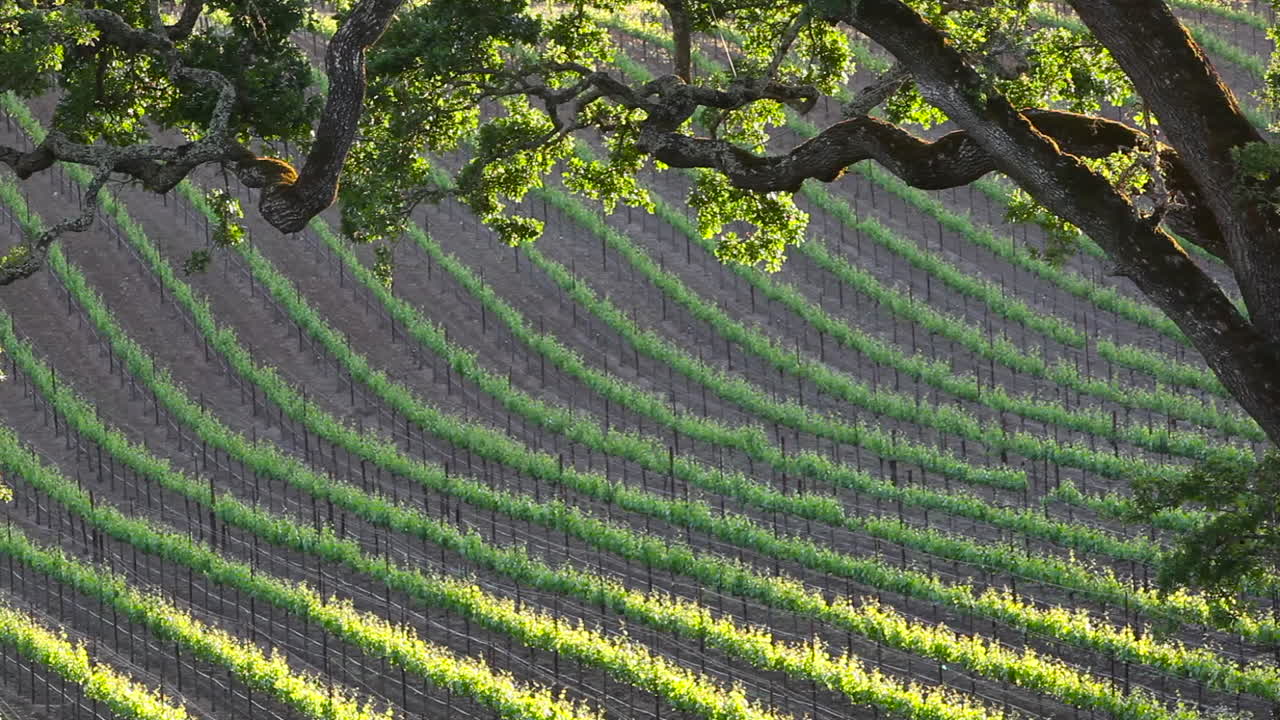 와인 재배 지역에 있는 포도원의 망원 샷