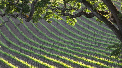 Teleaufnahme-Eines-Weinbergs-In-Einem-Weinanbaugebiet