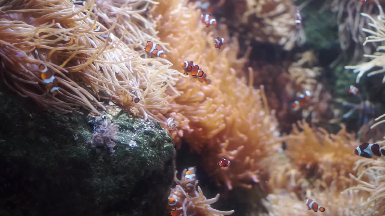 pez payaso en la anémona