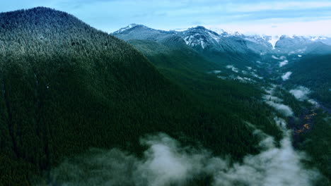 summer green nature landscapes. morning foggy mountain forest.
