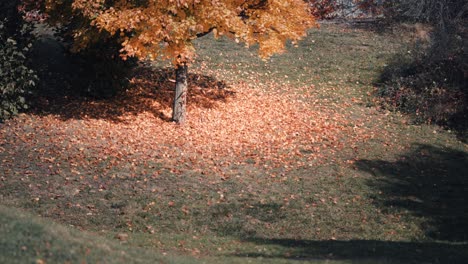 a bright carpet of the fallen leaves on the green grass under the tree