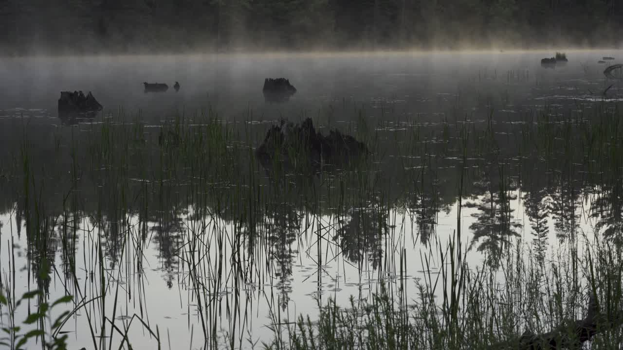 알곤킨 공원 호수에서 피어오르는 증기, 물에 반사된 나무