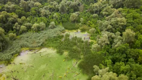 Aerial-orbit-above-green-scum-covered-swamp