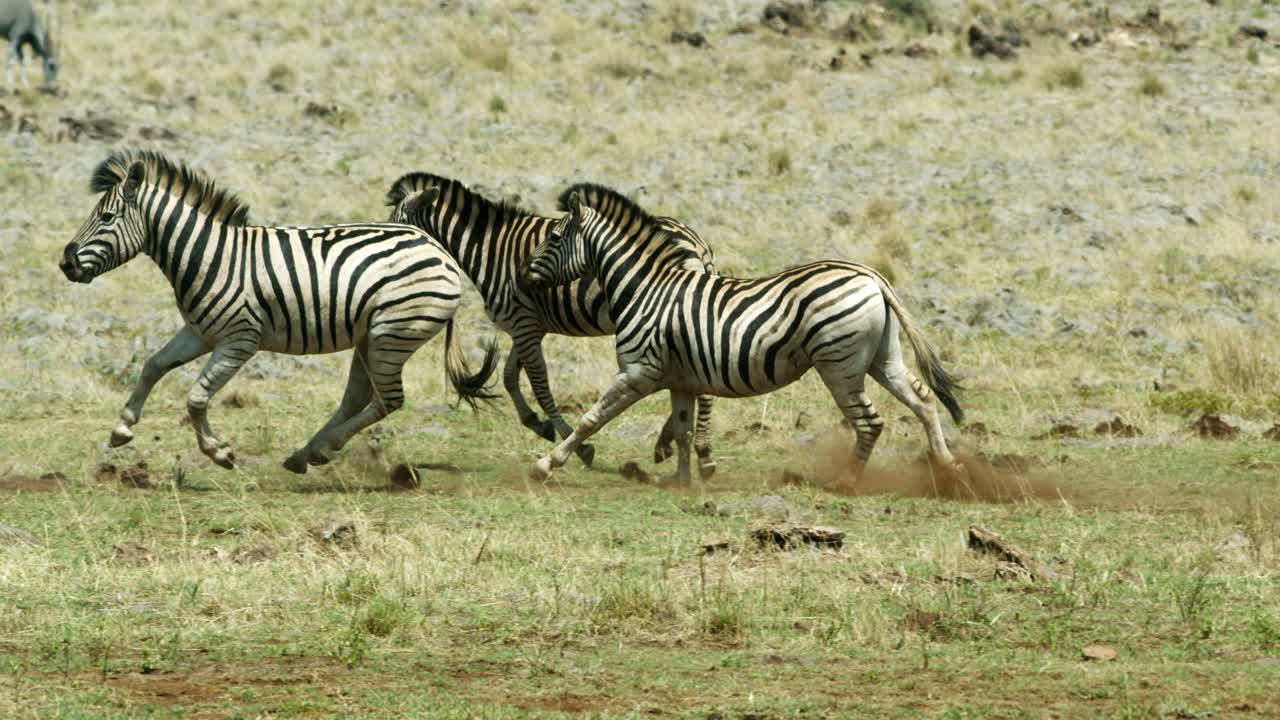 Herd of zebras running playfully in the wild
