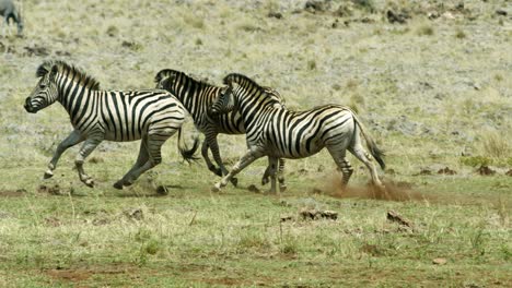 Herde-Von-Zebras,-Die-Spielerisch-In-Freier-Wildbahn-Herumlaufen