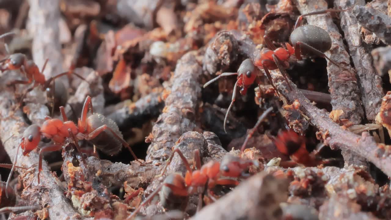 야생의 개미 클로즈업입니다.