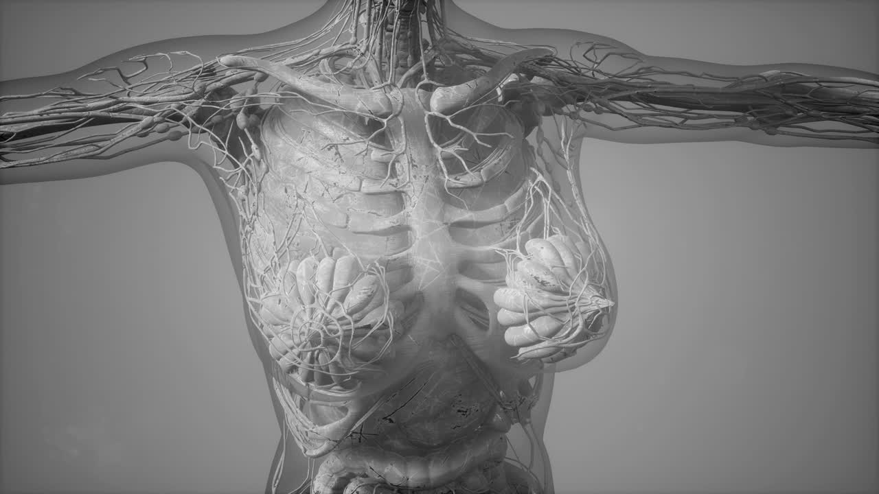 인간 몸 의 해부학 을 보여 주는 모델