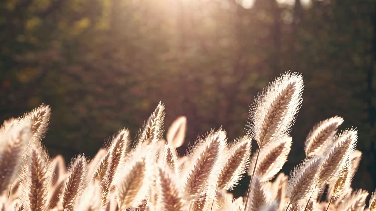 Soft-focus video still of fluffy grasses swaying in a gentle breeze, captured at eye level