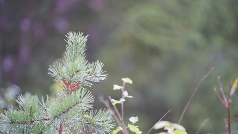 Fichtennadeln---Nadelbaumnadeln-Im-Waldland-Von-Norwegen