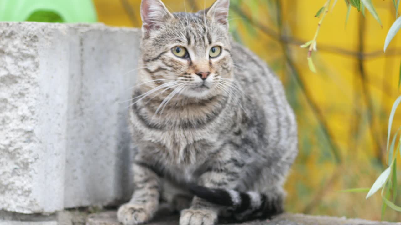 Gray Tabby Cat in a Garden