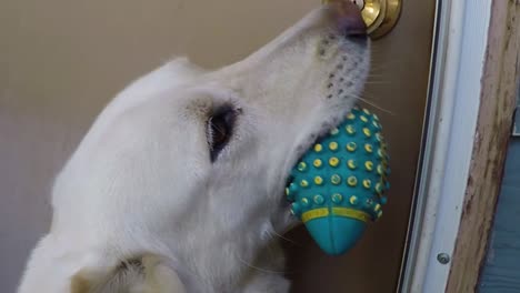 White-husky-dog-with-a-blue-dog-toy-in-his-mouth-waits-at-the-door-wanting-to-go-inside-the-house