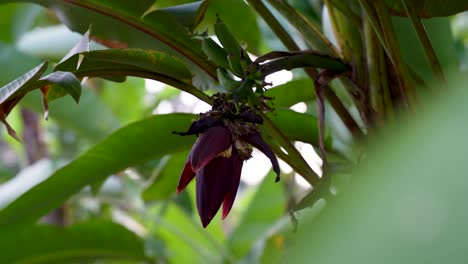 banana flower on stalk with growing small green bananas surrounded by green leaves