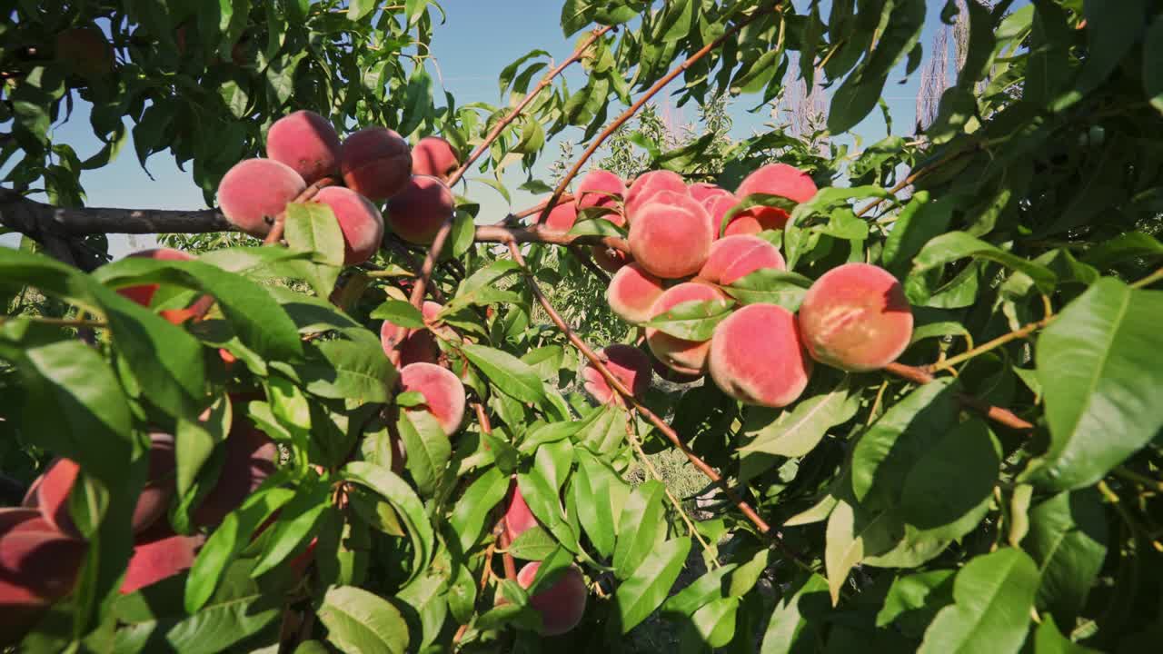 Big juicy peaches on the tree. Fabulous orchard. Fruits ripen in the sun
