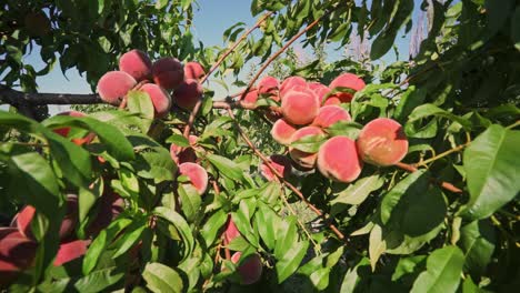 big juicy peaches on the tree. fabulous orchard. fruits ripen in the sun