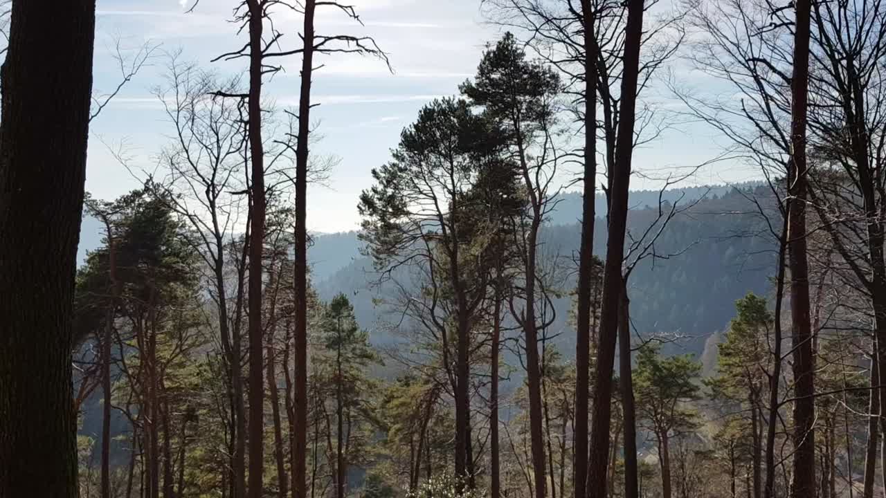 vista de la cima del árbol con la montaña como telón de fondo en un soleado día de invierno en alemania