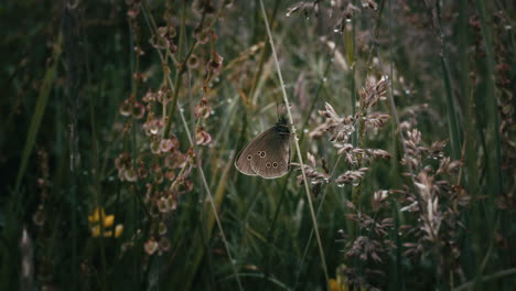ringlet butterfly on long grass in summer field, peaceful macro insect shot
