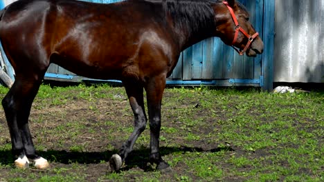 dark brown horse with a black mane turns on the spot, after a foot scraping the ground and rubbing her head on the leg. the horse is in the paddock next to the stables. sunny summer day on the farm.