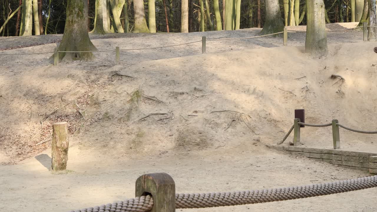 Brown owl flying across the frame, bird wildlife