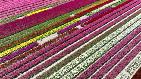 tulip fields, blooming flowers, agricultural fields, spring, bulb fields, aerial drone views, colored flowers, holland, the netherlands.