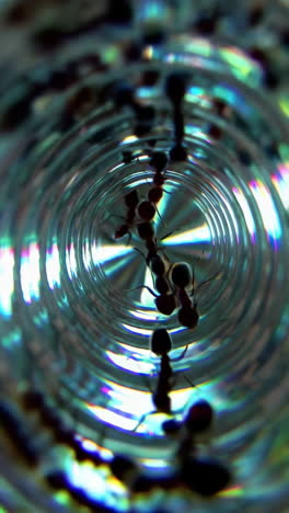 ants in a bottle