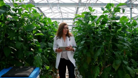 scientist with digital tablet examining plants in the greenhouse 4k