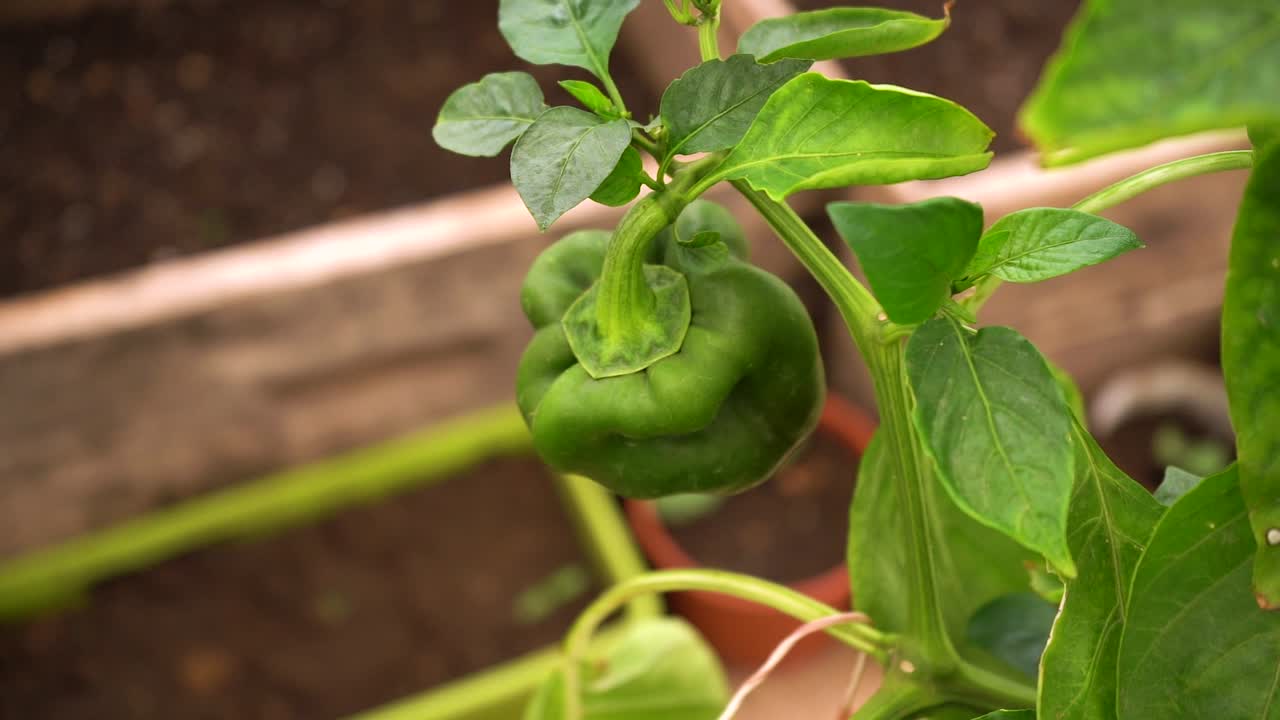 planta de pimiento verde que crece en invernadero
