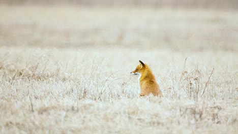 fox is looking for food in dry grass savanna very high temperature